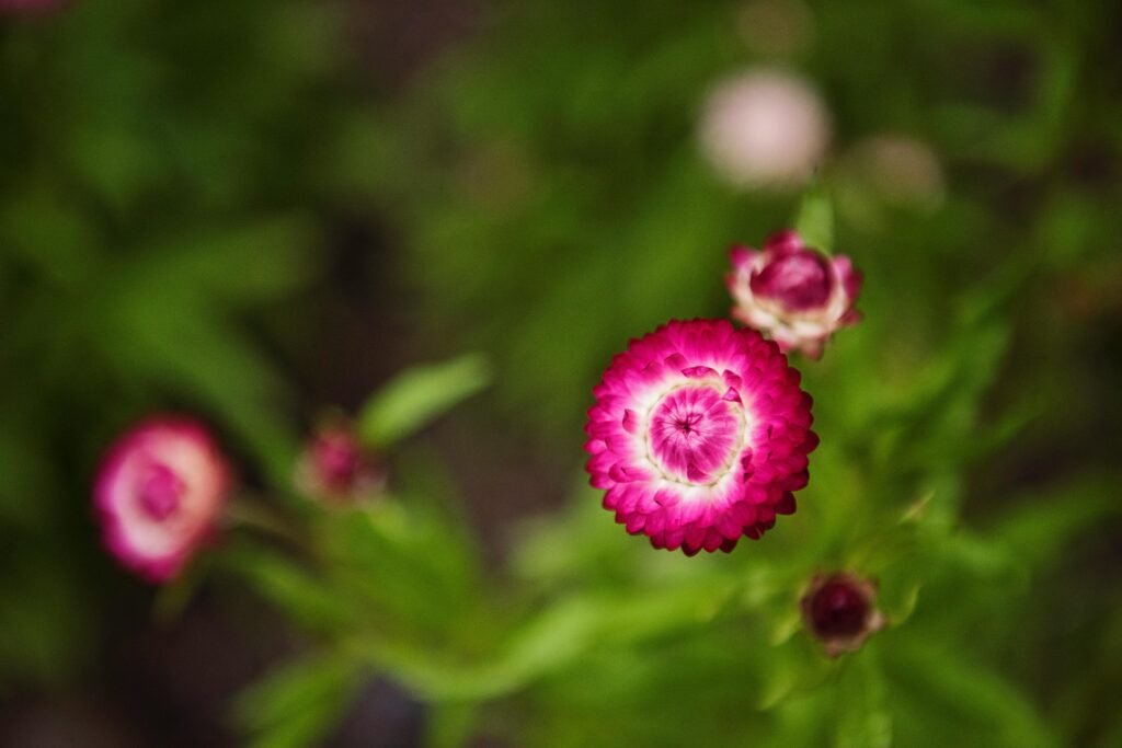 Vibrant pink strawflower blooming in a garden with green foliage.